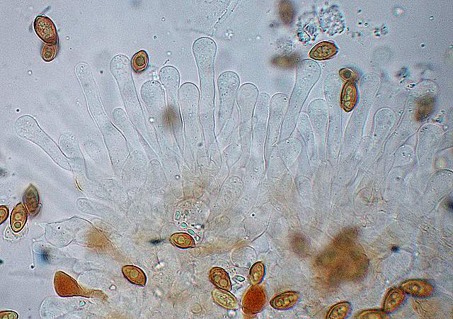 Galerina spec.  Cod.: 1915-07